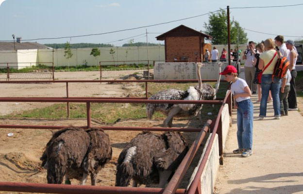 Экскурсия на страусиную ферму